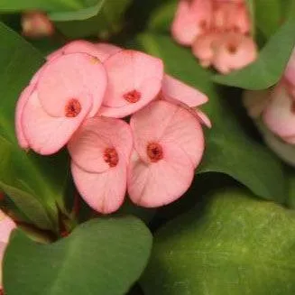 Buy Euphorbia Milli Thai Hybrid Jewel Plant - A Stunning Addition to Your Garden