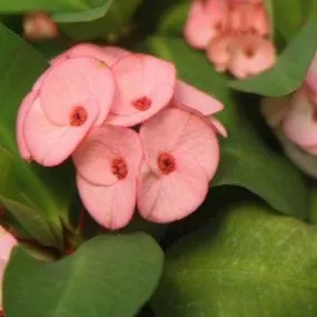 Buy Euphorbia Milli Thai Hybrid Jewel Plant - A Stunning Addition to Your Garden
